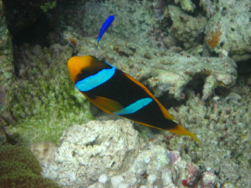 Fiji-Snorkeling-Underwater-Pictures-Amunuca-Resort-214