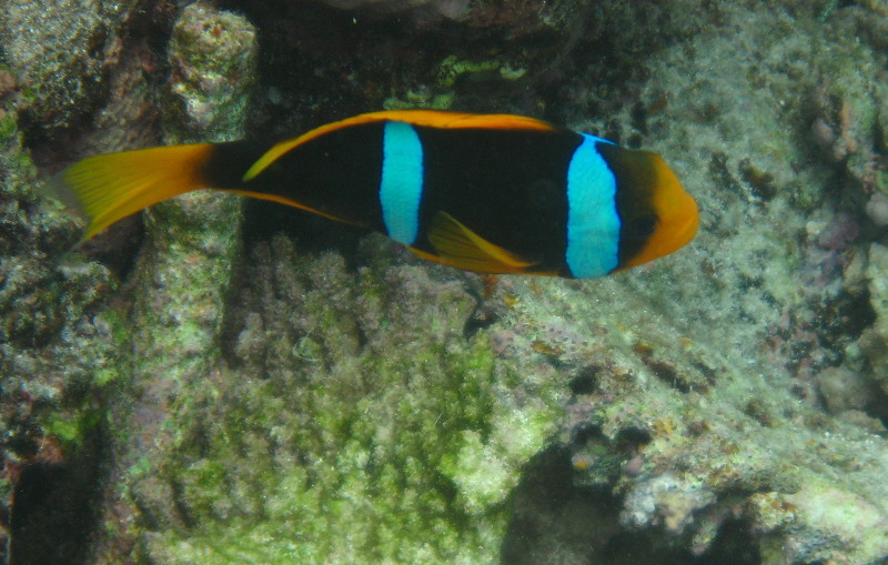 Fiji-Snorkeling-Underwater-Pictures-Amunuca-Resort-215