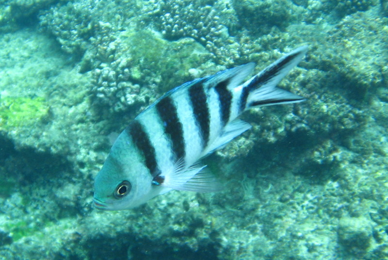 Fiji-Snorkeling-Underwater-Pictures-Amunuca-Resort-216