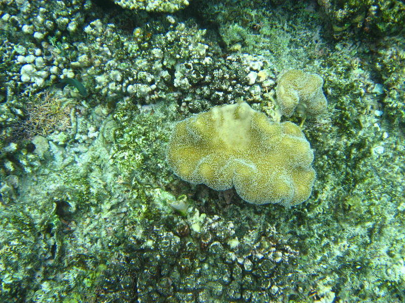 Fiji-Snorkeling-Underwater-Pictures-Amunuca-Resort-218