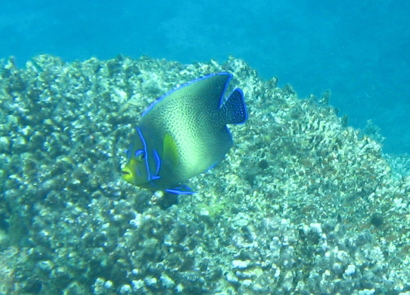 Fiji-Snorkeling-Underwater-Pictures-Amunuca-Resort-221
