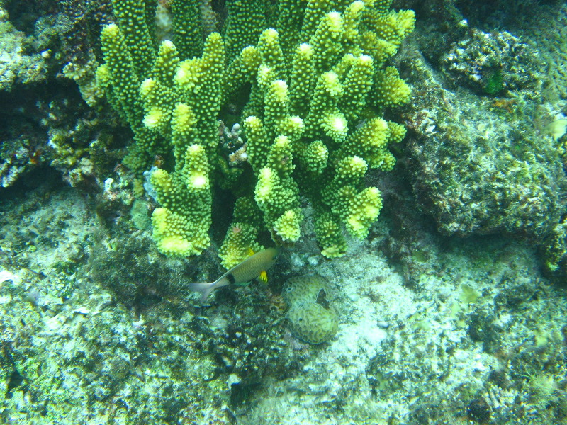 Fiji-Snorkeling-Underwater-Pictures-Amunuca-Resort-226