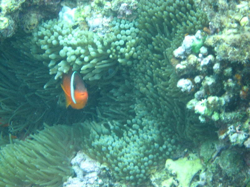 Fiji-Snorkeling-Underwater-Pictures-Amunuca-Resort-230