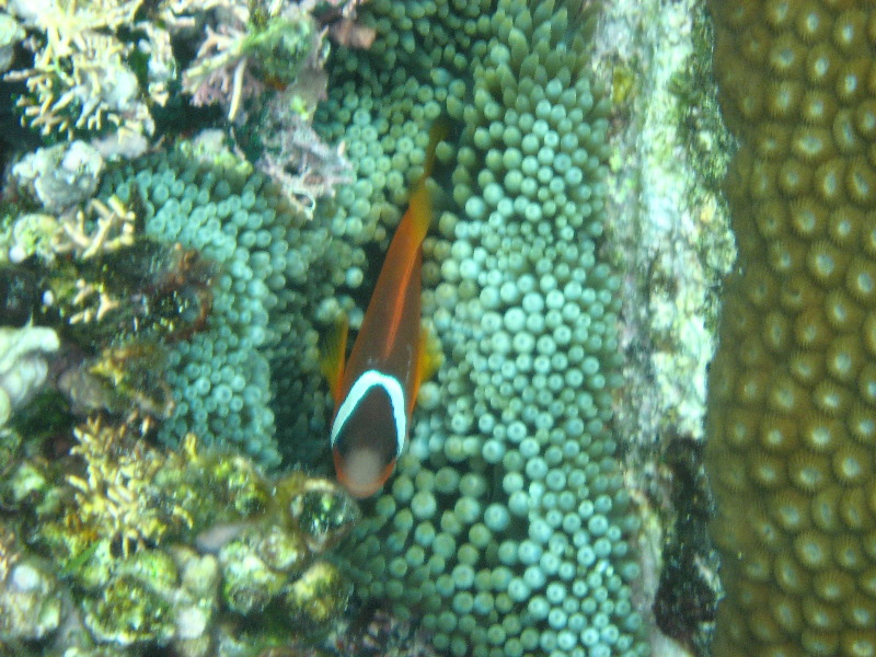 Fiji-Snorkeling-Underwater-Pictures-Amunuca-Resort-233