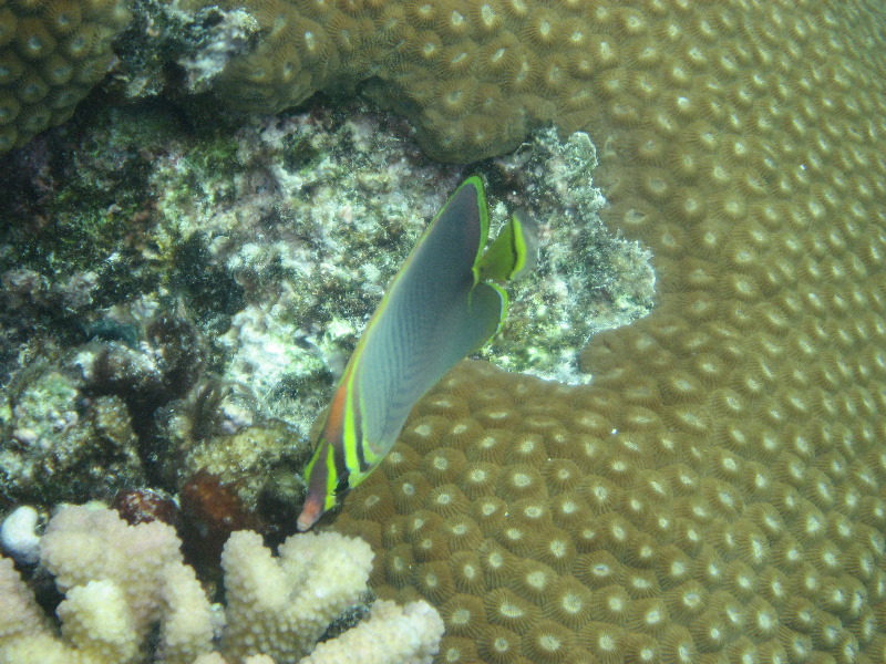 Fiji-Snorkeling-Underwater-Pictures-Amunuca-Resort-235