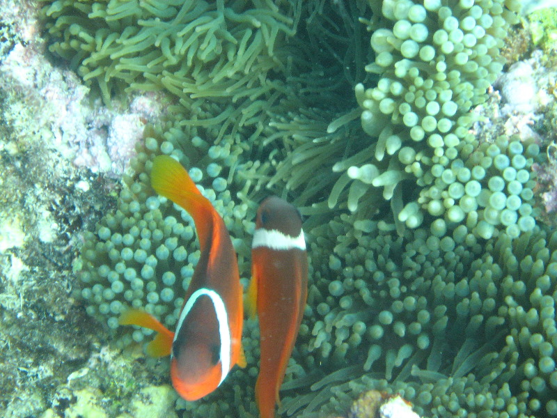 Fiji-Snorkeling-Underwater-Pictures-Amunuca-Resort-239