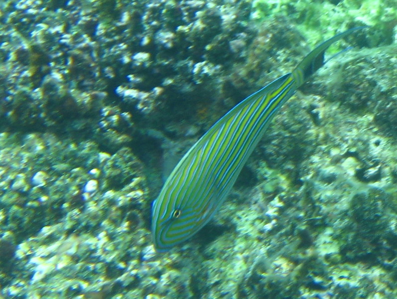 Fiji-Snorkeling-Underwater-Pictures-Amunuca-Resort-240