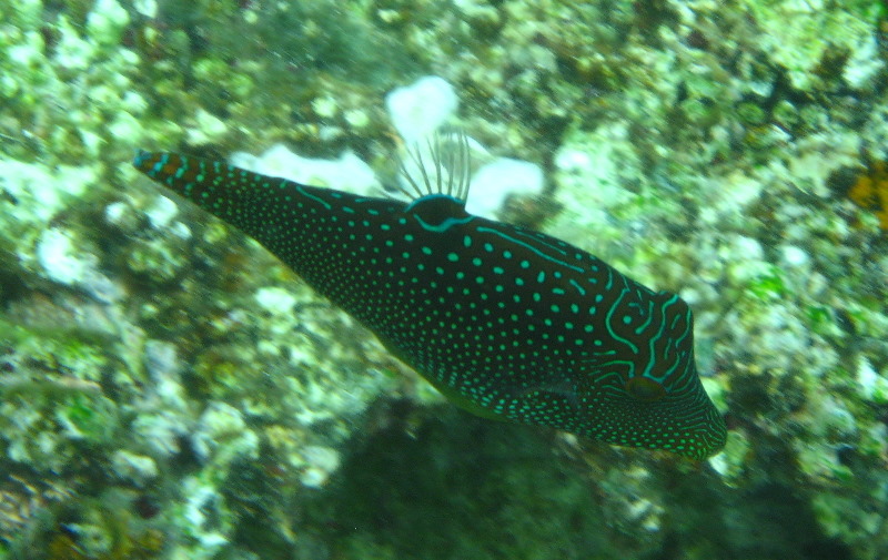 Fiji-Snorkeling-Underwater-Pictures-Amunuca-Resort-244