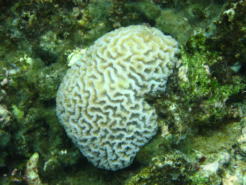 Fiji-Snorkeling-Underwater-Pictures-Amunuca-Resort-245