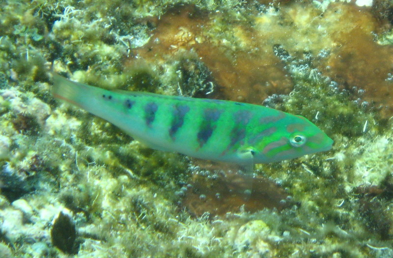 Fiji-Snorkeling-Underwater-Pictures-Amunuca-Resort-246