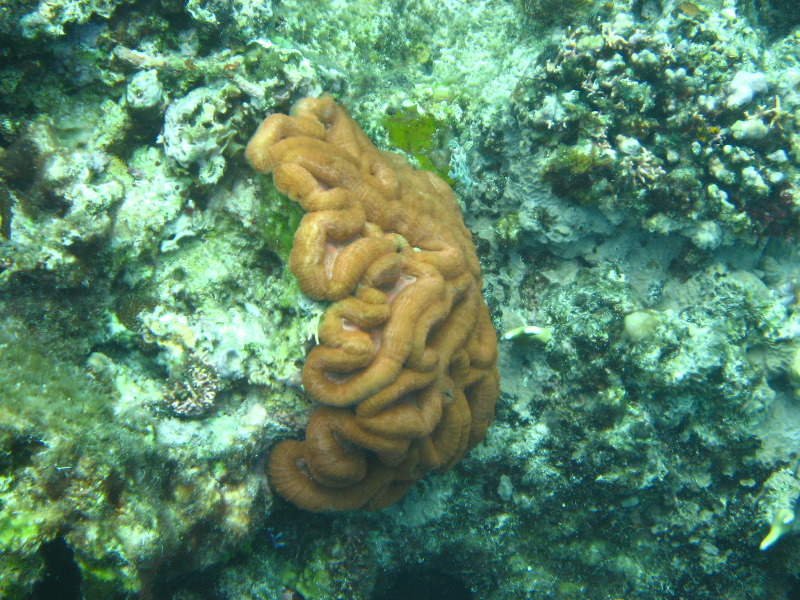 Fiji-Snorkeling-Underwater-Pictures-Amunuca-Resort-248