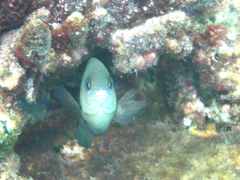 Fiji-Snorkeling-Underwater-Pictures-Amunuca-Resort-249