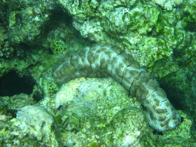Fiji-Snorkeling-Underwater-Pictures-Amunuca-Resort-251