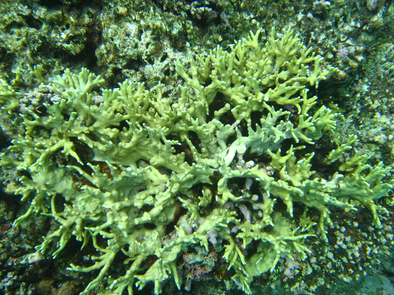 Fiji-Snorkeling-Underwater-Pictures-Amunuca-Resort-254