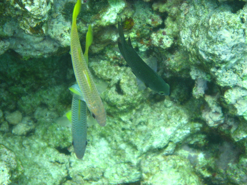 Fiji-Snorkeling-Underwater-Pictures-Amunuca-Resort-255