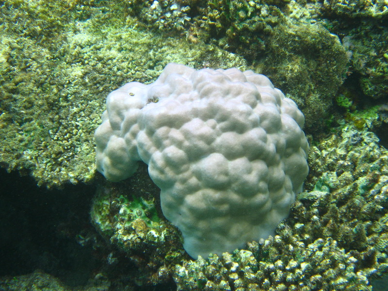 Fiji-Snorkeling-Underwater-Pictures-Amunuca-Resort-258