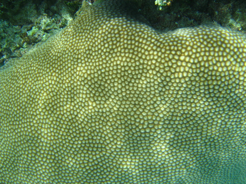 Fiji-Snorkeling-Underwater-Pictures-Amunuca-Resort-262