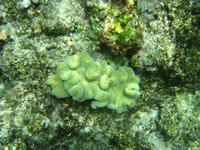 Fiji-Snorkeling-Underwater-Pictures-Amunuca-Resort-263