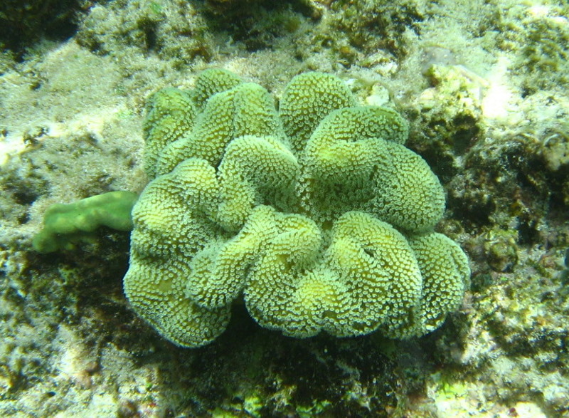 Fiji-Snorkeling-Underwater-Pictures-Amunuca-Resort-264