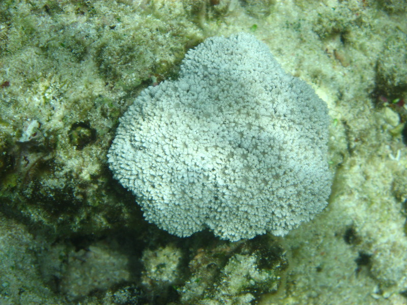 Fiji-Snorkeling-Underwater-Pictures-Amunuca-Resort-265