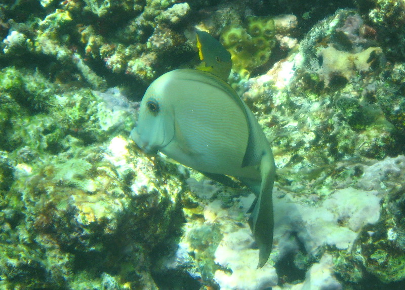 Fiji-Snorkeling-Underwater-Pictures-Amunuca-Resort-270