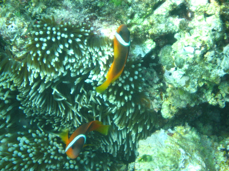 Fiji-Snorkeling-Underwater-Pictures-Amunuca-Resort-277
