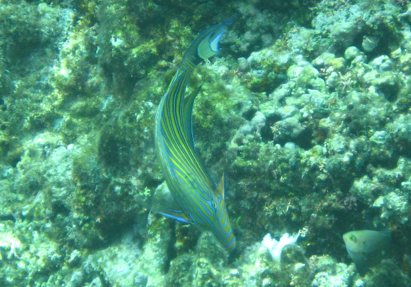 Fiji-Snorkeling-Underwater-Pictures-Amunuca-Resort-278