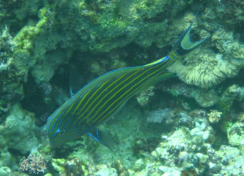 Fiji-Snorkeling-Underwater-Pictures-Amunuca-Resort-280