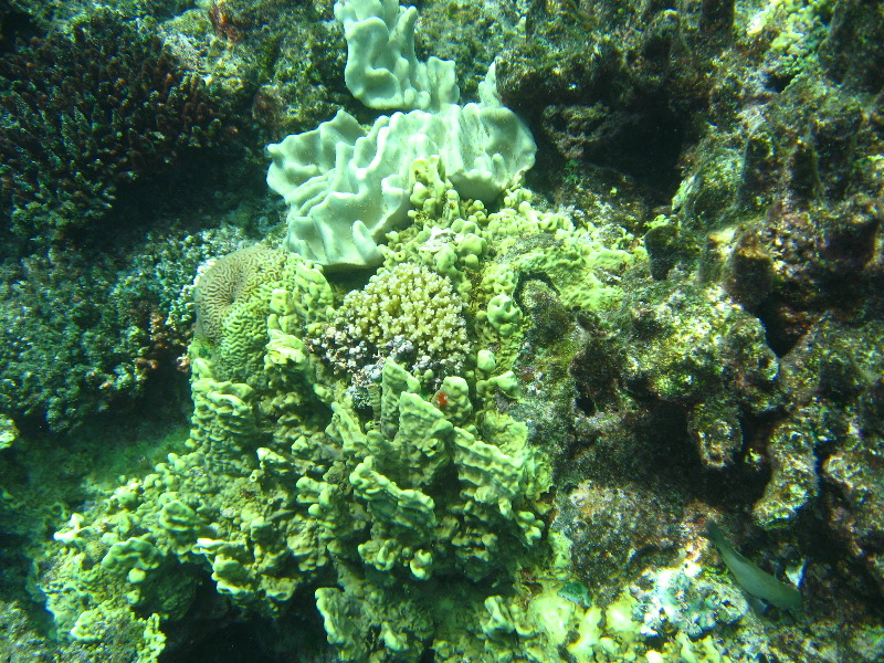 Fiji-Snorkeling-Underwater-Pictures-Amunuca-Resort-281