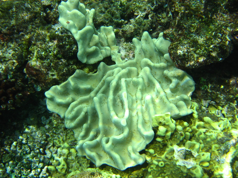Fiji-Snorkeling-Underwater-Pictures-Amunuca-Resort-282