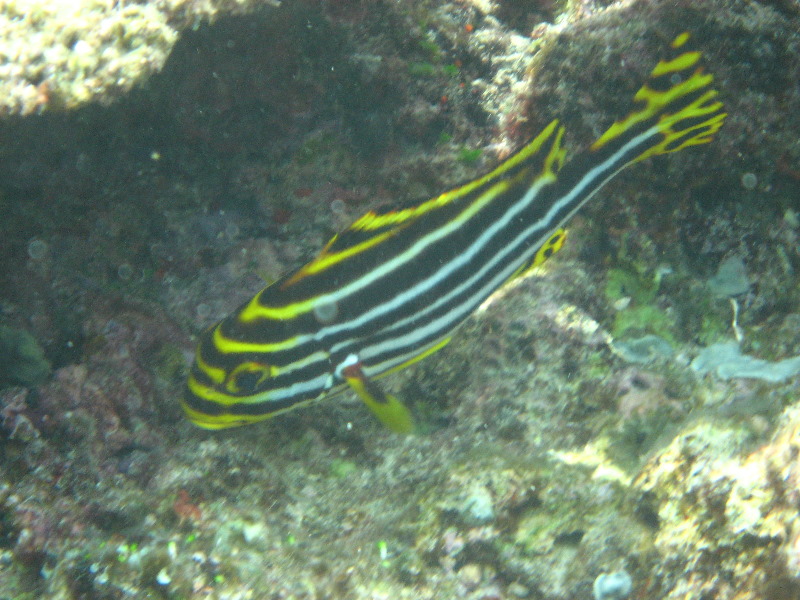 Fiji-Snorkeling-Underwater-Pictures-Amunuca-Resort-283