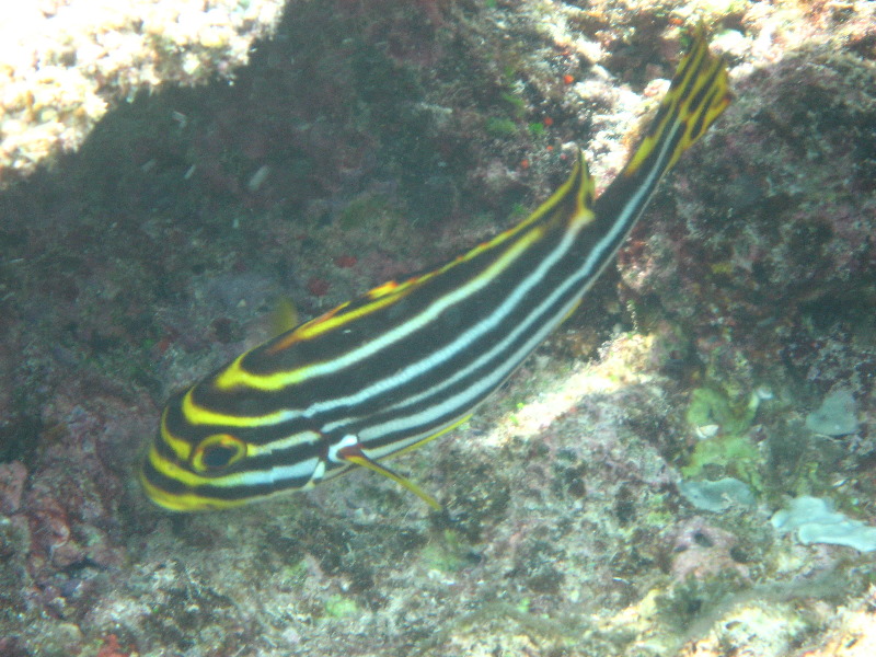 Fiji-Snorkeling-Underwater-Pictures-Amunuca-Resort-284