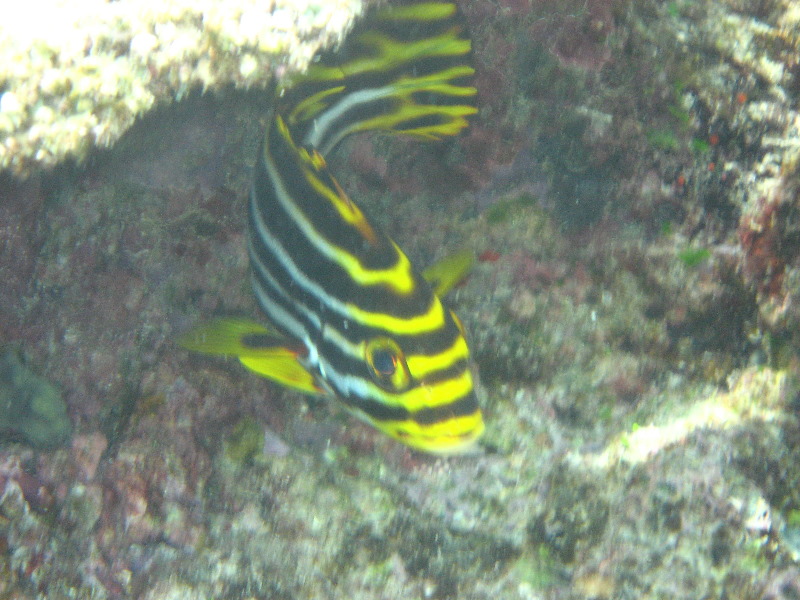 Fiji-Snorkeling-Underwater-Pictures-Amunuca-Resort-285