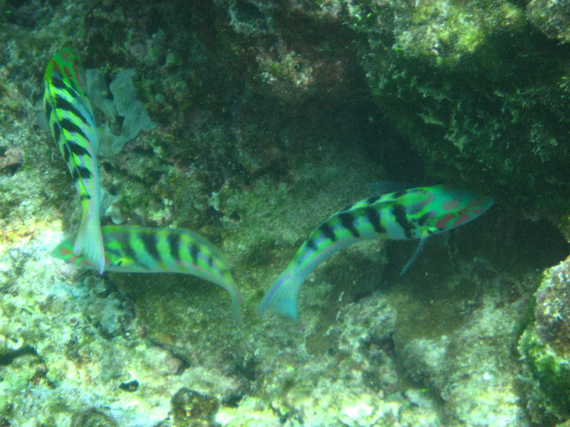 Fiji-Snorkeling-Underwater-Pictures-Amunuca-Resort-286