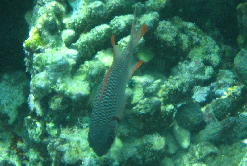 Fiji-Snorkeling-Underwater-Pictures-Amunuca-Resort-289