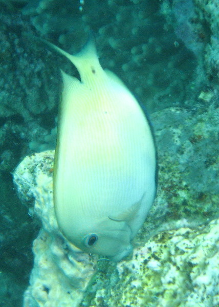 Fiji-Snorkeling-Underwater-Pictures-Amunuca-Resort-291
