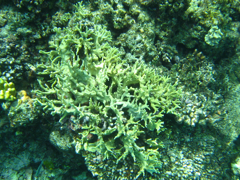 Fiji-Snorkeling-Underwater-Pictures-Amunuca-Resort-292
