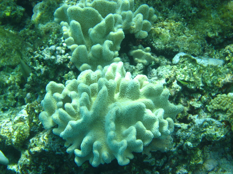 Fiji-Snorkeling-Underwater-Pictures-Amunuca-Resort-294