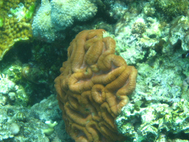 Fiji-Snorkeling-Underwater-Pictures-Amunuca-Resort-295