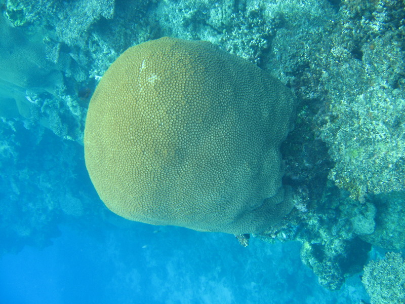 Fiji-Snorkeling-Underwater-Pictures-Amunuca-Resort-300