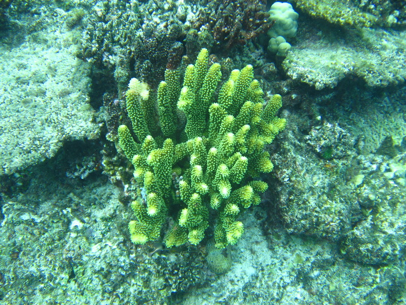 Fiji-Snorkeling-Underwater-Pictures-Amunuca-Resort-301