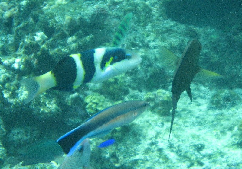 Fiji-Snorkeling-Underwater-Pictures-Amunuca-Resort-306