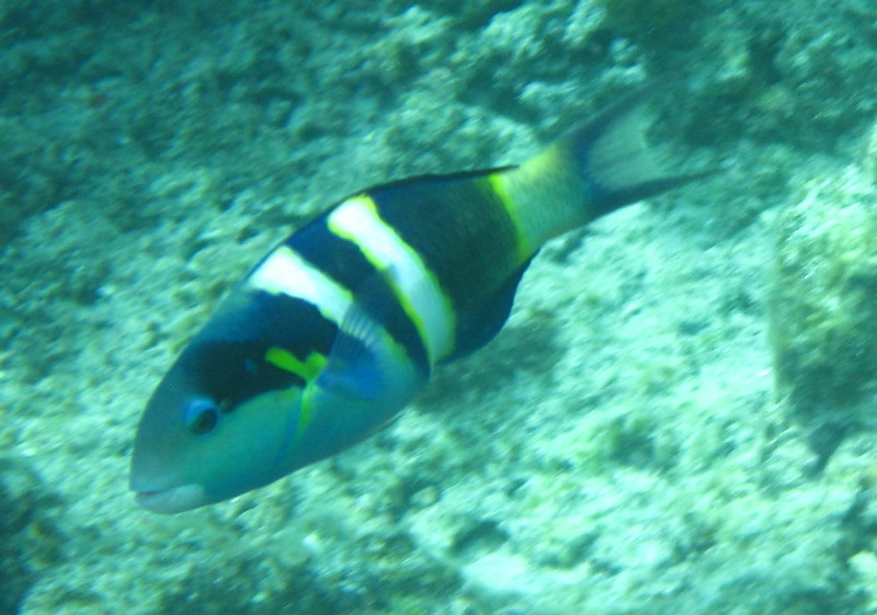 Fiji-Snorkeling-Underwater-Pictures-Amunuca-Resort-307