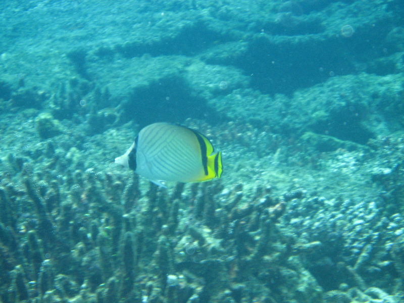Fiji-Snorkeling-Underwater-Pictures-Amunuca-Resort-309