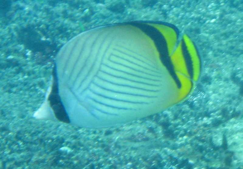 Fiji-Snorkeling-Underwater-Pictures-Amunuca-Resort-310