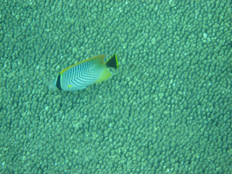 Fiji-Snorkeling-Underwater-Pictures-Amunuca-Resort-314