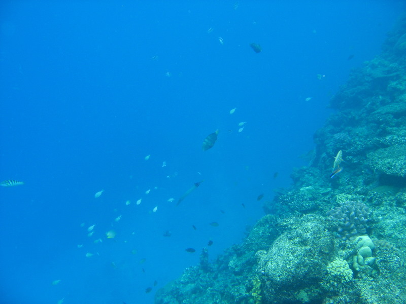 Fiji-Snorkeling-Underwater-Pictures-Amunuca-Resort-315