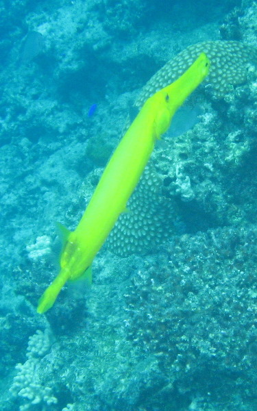 Fiji-Snorkeling-Underwater-Pictures-Amunuca-Resort-317