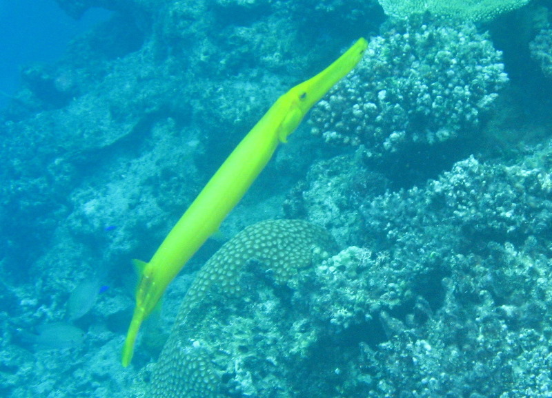 Fiji-Snorkeling-Underwater-Pictures-Amunuca-Resort-318