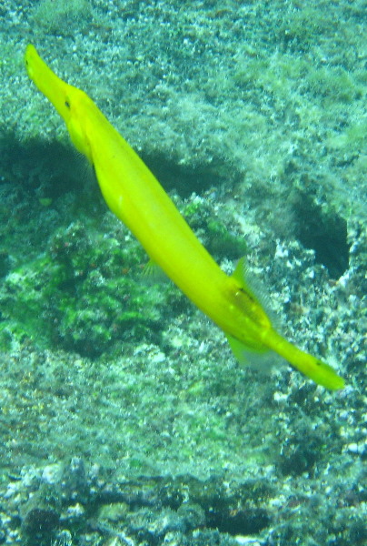 Fiji-Snorkeling-Underwater-Pictures-Amunuca-Resort-320